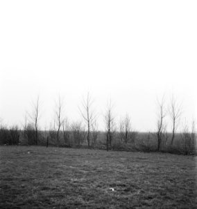 Bomen, weilanden, Bestanddeelnr 253-6165