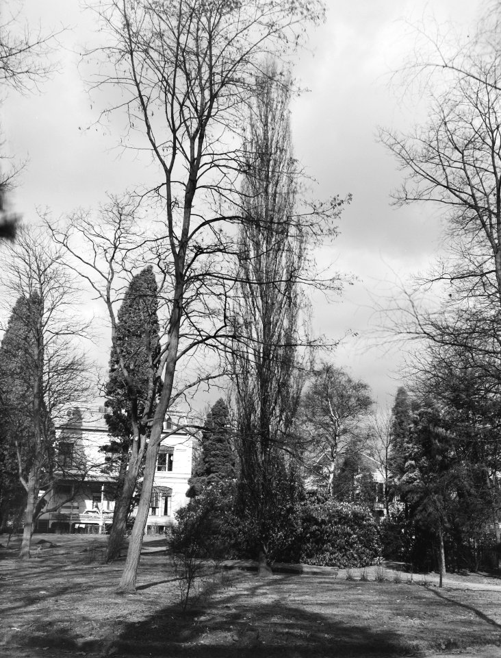 Bomen, villa's, eik, wildervanck, Bestanddeelnr 192-0271