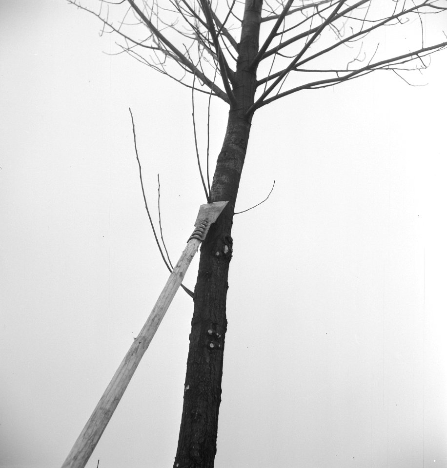 Bomen, gereedschappen, Bestanddeelnr 251-8752
