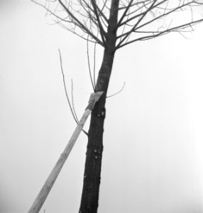 Bomen, gereedschappen, Bestanddeelnr 251-8752
