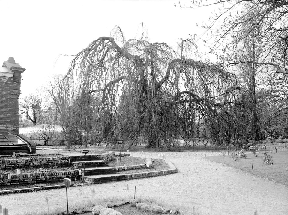 Bomen, tuinen, treurwilg, hortus botanicus, Bestanddeelnr 192-0543