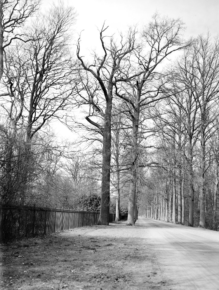 Bomen, landgoed, Eik, Bestanddeelnr 192-0431