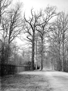 Bomen, landgoed, Eik, Bestanddeelnr 192-0431