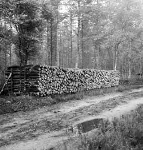 Bossen, bospaden, houtopslag, overzichten, Bestanddeelnr 253-5943