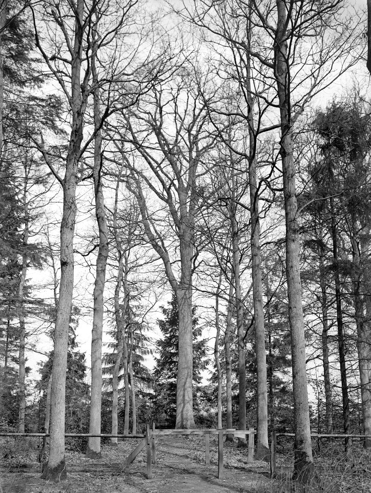 Bomen, landgoed, eik, de veldhorst, Bestanddeelnr 192-0441