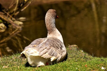 Relaxed bank plumage