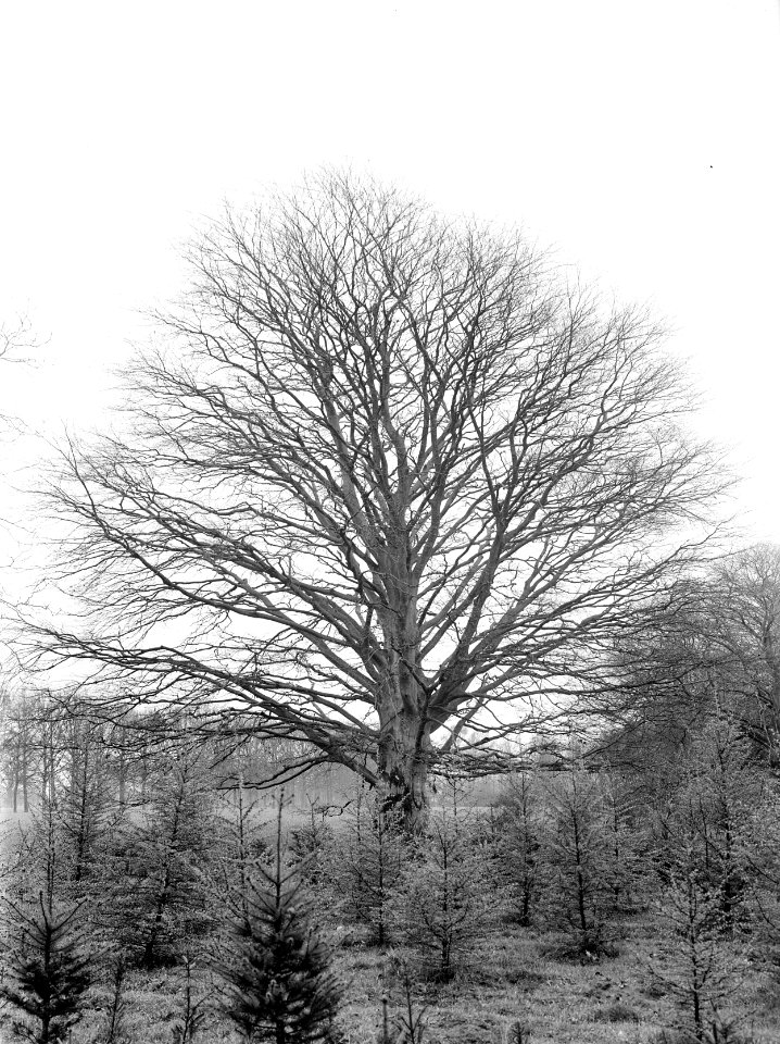 Bomen, kastelen, bruine beuk, de bramel, Bestanddeelnr 192-0542