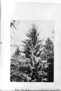 Bomen, Bestanddeelnr 253-6970