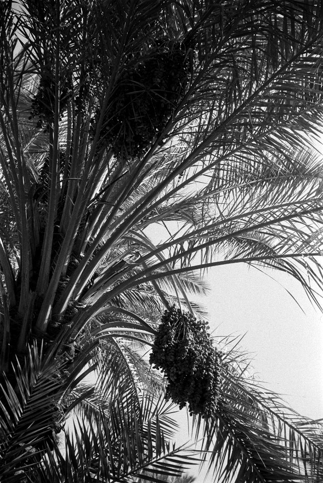 Bomen, Bestanddeelnr 251-3323