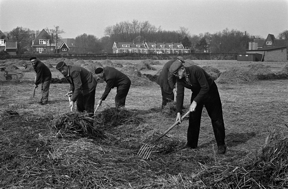 Bollekwekers aan het afdekken van de bloembollenvelden bij Bennebroek, Bestanddeelnr 914-9074