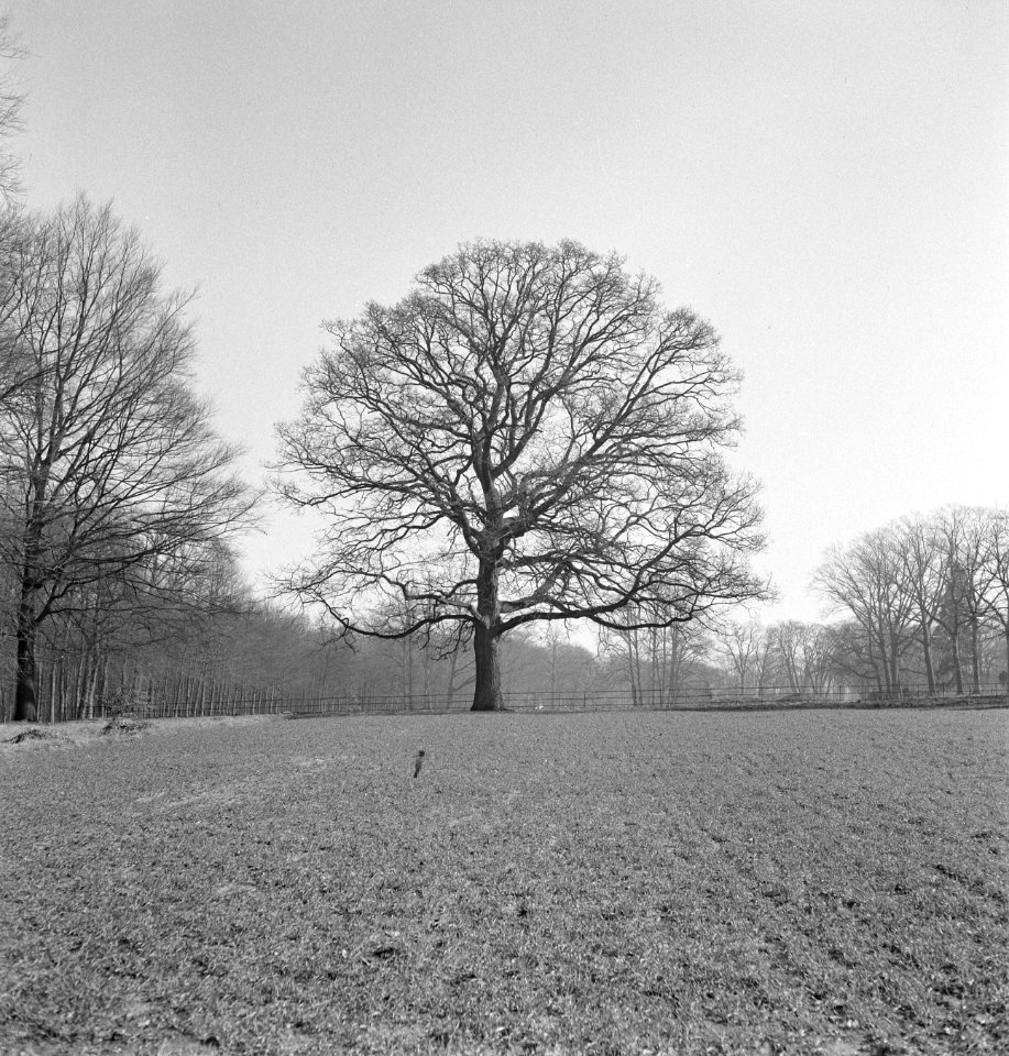 Bomen, Bestanddeelnr 251-7518
