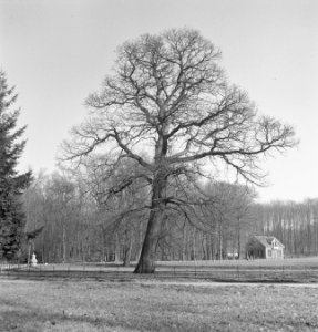 Bomen, Bestanddeelnr 251-7539