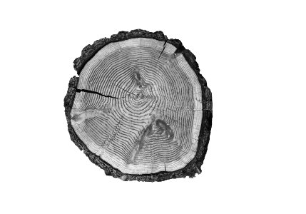 Bomen, doorsneden, douglasden, Bestanddeelnr 192-0285