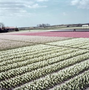 Bollenvelden van Hylkema & Co in De Zilk, Bestanddeelnr 255-9867