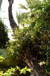 Bougainvillea glabra 'Alba' su una Phoenix dactylifera (jardin Majorelle)