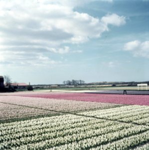 Bollenvelden van Hylkema & Co in De Zilk, Bestanddeelnr 255-9868