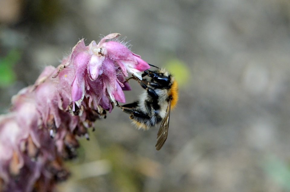 Bombus Lathraea