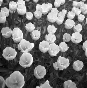 Bollenvelden (tulpen), Bestanddeelnr 901-7251