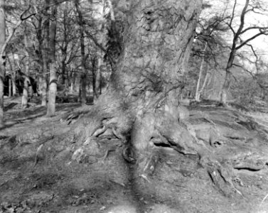Bomen, Bestanddeelnr 192-0279