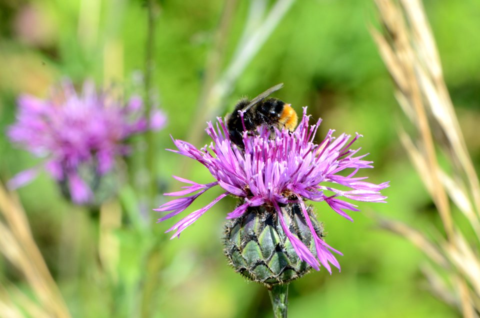 Bombus lapidarius foraging