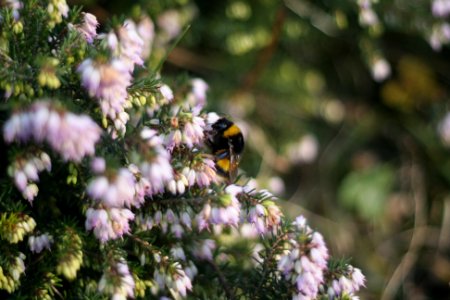 Bombus-brezo