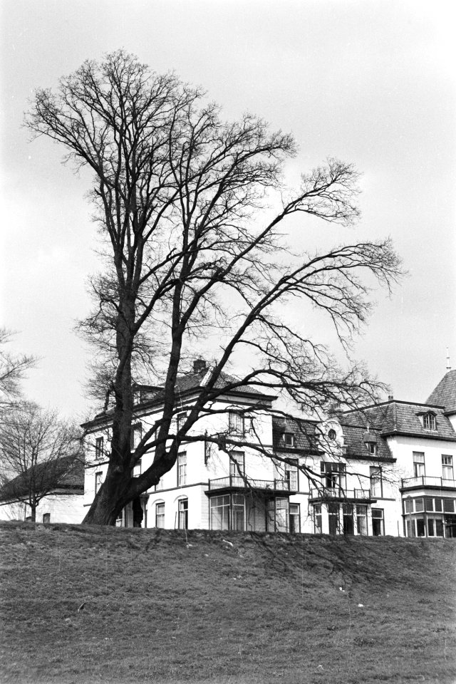 Bomen, ambstjonkereiken, hotels , Hotel de Engel, Bestanddeelnr 170-1016