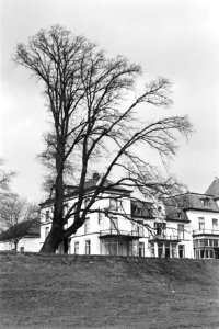 Bomen, ambstjonkereiken, hotels , Hotel de Engel, Bestanddeelnr 170-1016