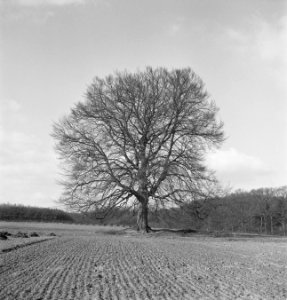 Bomen, Bestanddeelnr 251-7536
