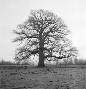Bomen, Bestanddeelnr 251-7524