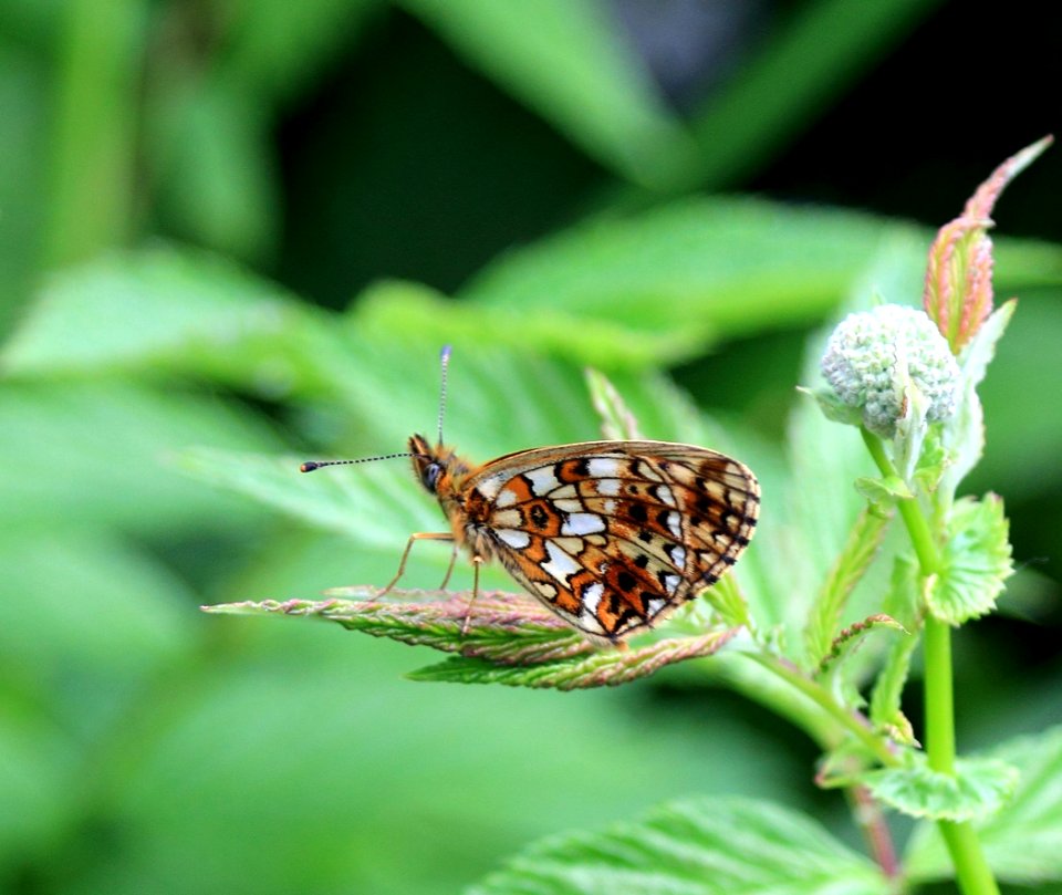 Boloria selene Oulu 20140613