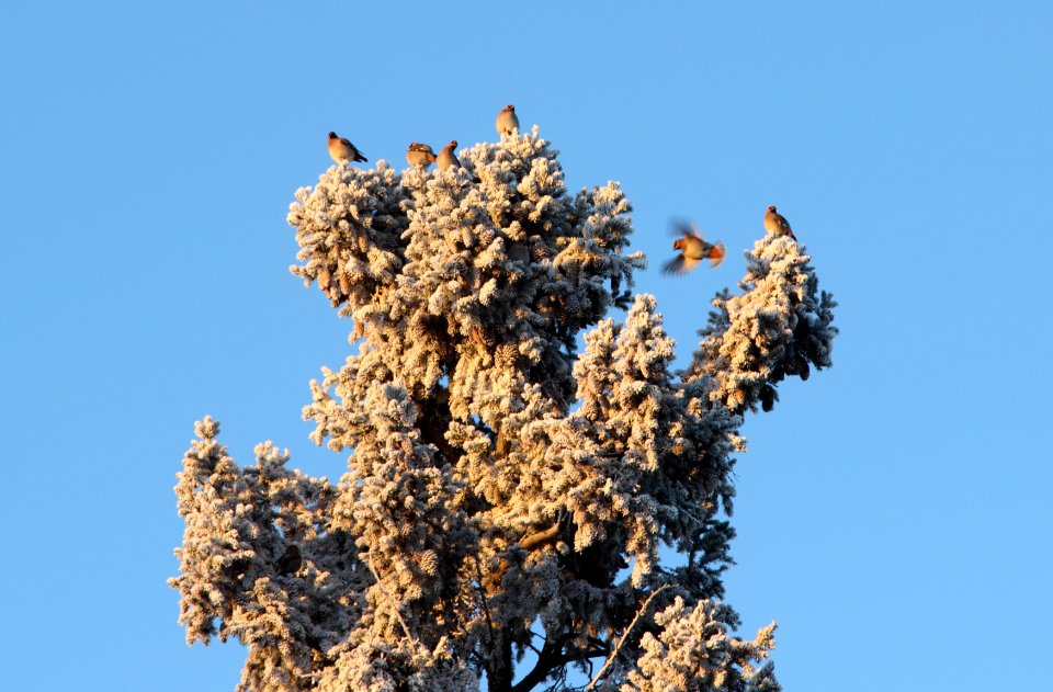 Bombycilla Garrulus Oulu 20150106