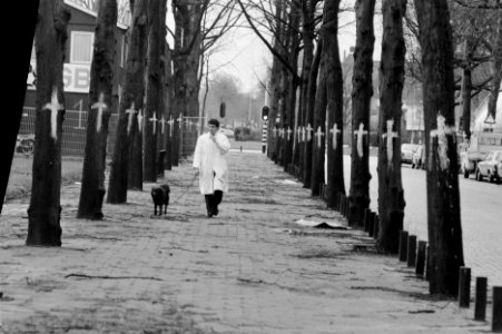 Bomen, acties, milieu, Bestanddeelnr 934-4133