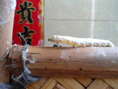 Bombyx mori in Hainan - 05