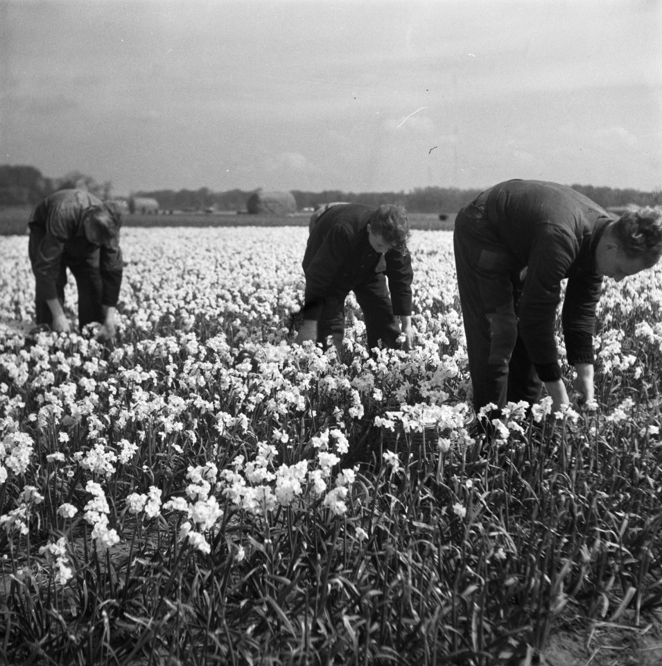 Bollenvelden (tulpen), Bestanddeelnr 901-7255