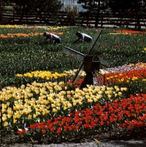 Bollenvelden en bollententoonstelling, Bestanddeelnr 254-9463