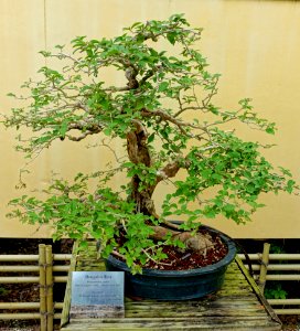 Bougainvillea glabra - Morikami Museum and Japanese Gardens - Palm Beach County, Florida - DSC03534
