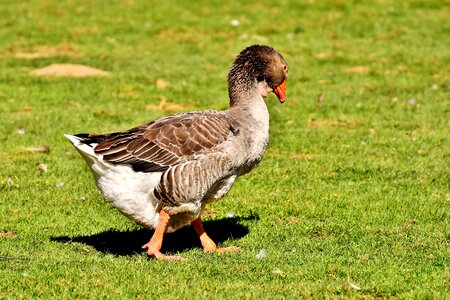 Plumage meadow cute
