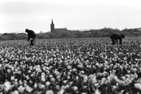 Bollen in bloei bij Lisse, Bestanddeelnr 932-5463