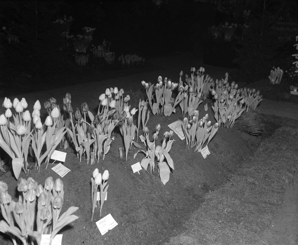Bollententoonstelling Lisse, Bestanddeelnr 901-9993
