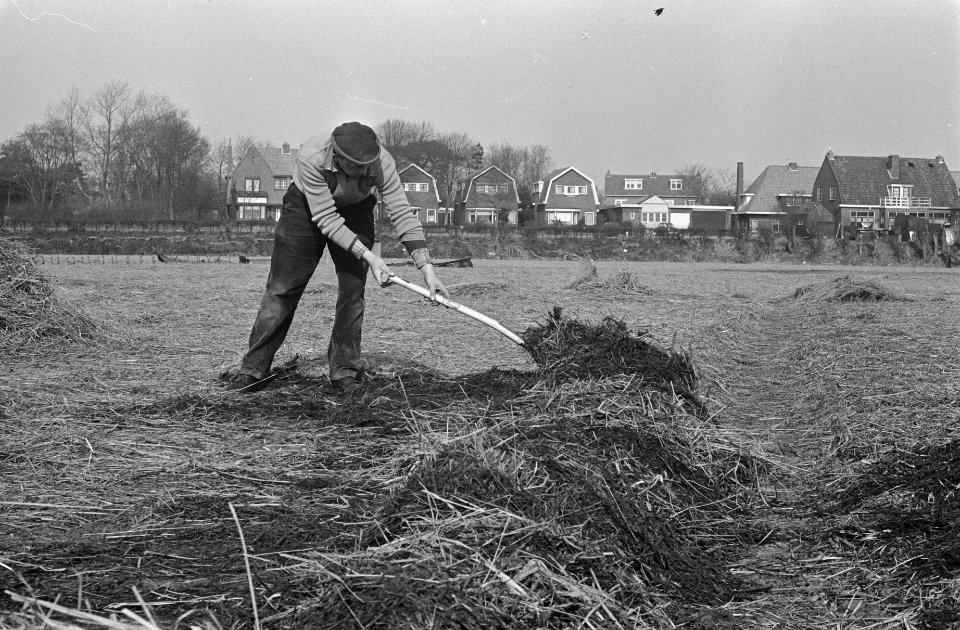 Bollekwekers aan het afdekken van de bloembollenvelden bij Bennebroek. Aan het a, Bestanddeelnr 914-9078
