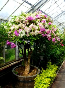 Bougainvillea cv. - Gora Park - Hakone, Kanagawa, Japan - DSC08555