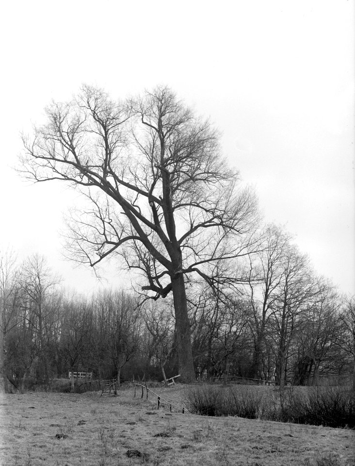 Bomen , canadese populier, Bestanddeelnr 192-0254