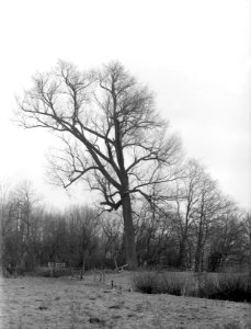 Bomen , canadese populier, Bestanddeelnr 192-0254
