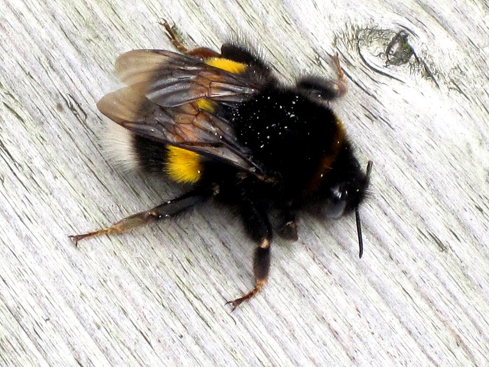 Bombus terrestris (Buff-tailed bumblebee) queen, Arnhem, the Netherlands