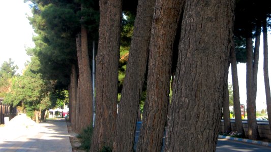 Boughs of Kaj tree - Erfan st - Nishapur