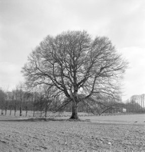 Bomen, Bestanddeelnr 251-7535