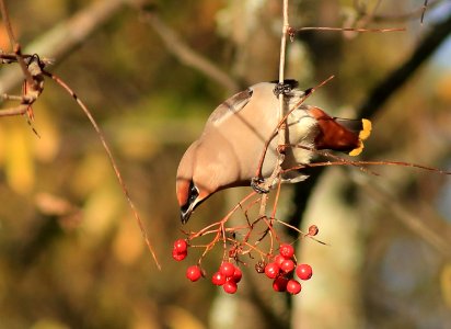 Bombycilla Garrulus Oulu 20161002 01