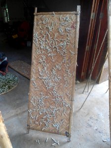 Bombyx mori in Hainan - 03