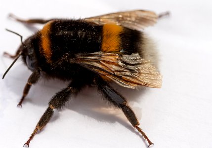 Bombus terrestris photo