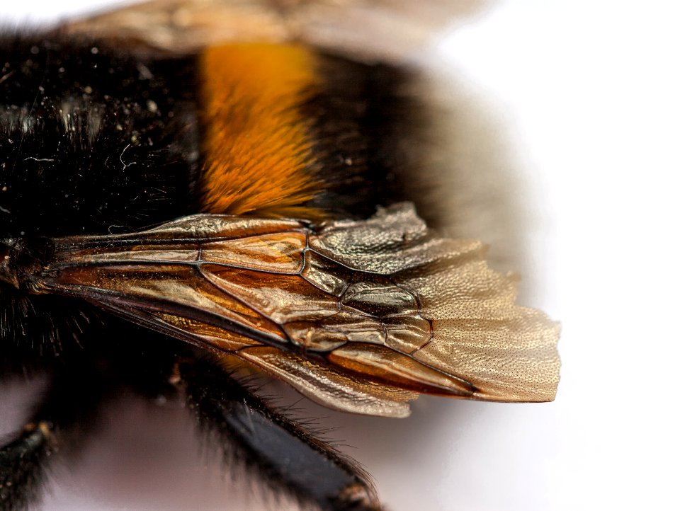 Bombus terrestris wing in detail